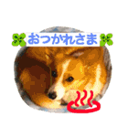毎日使えるぱぴこスタンプ（個別スタンプ：13）