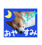 毎日使えるぱぴこスタンプ（個別スタンプ：16）