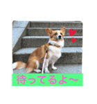 毎日使えるぱぴこスタンプ（個別スタンプ：18）