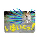 毎日使えるぱぴこスタンプ（個別スタンプ：19）