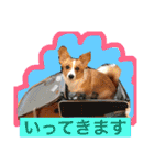 毎日使えるぱぴこスタンプ（個別スタンプ：20）