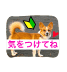 毎日使えるぱぴこスタンプ（個別スタンプ：21）