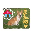 毎日使えるぱぴこスタンプ（個別スタンプ：22）