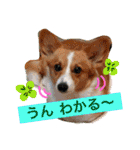 毎日使えるぱぴこスタンプ（個別スタンプ：25）