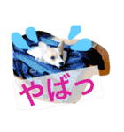 毎日使えるぱぴこスタンプ（個別スタンプ：31）