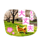 毎日使えるぱぴこスタンプ（個別スタンプ：33）