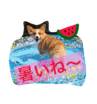 毎日使えるぱぴこスタンプ（個別スタンプ：34）