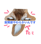 毎日使えるぱぴこスタンプ（個別スタンプ：39）