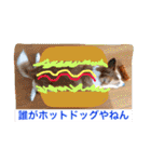毎日使えるぱぴこスタンプ（個別スタンプ：40）