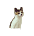 猫の気持ちダイレクト（個別スタンプ：1）
