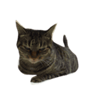 猫の気持ちダイレクト（個別スタンプ：8）