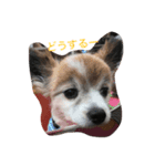 我が家のゆかいな仲間たち（個別スタンプ：3）