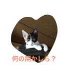 子猫アメちやん（個別スタンプ：1）