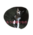 子猫アメちやん（個別スタンプ：2）