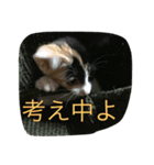 子猫アメちやん（個別スタンプ：3）