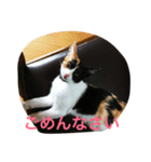 子猫アメちやん（個別スタンプ：4）