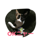 子猫アメちやん（個別スタンプ：5）