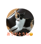 子猫アメちやん（個別スタンプ：6）