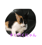子猫アメちやん（個別スタンプ：7）