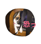 子猫アメちやん（個別スタンプ：8）