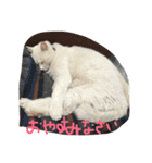 うずにゃん（個別スタンプ：7）
