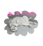 うずにゃん（個別スタンプ：15）