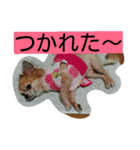 かわいーチワワ（個別スタンプ：1）