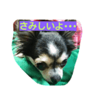 かわいーチワワ（個別スタンプ：2）