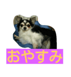 かわいーチワワ（個別スタンプ：5）