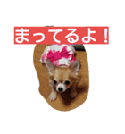 かわいーチワワ（個別スタンプ：7）