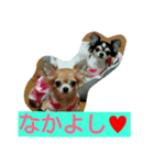 かわいーチワワ（個別スタンプ：8）