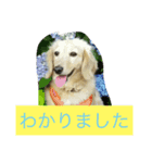 ひなの気まぐれスタンプ（個別スタンプ：1）