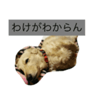 ひなの気まぐれスタンプ（個別スタンプ：3）