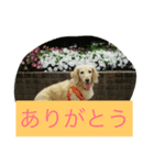 ひなの気まぐれスタンプ（個別スタンプ：7）