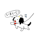 シーズー(コロン)（個別スタンプ：16）