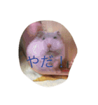 ハムスター詰め合わせ〜便利パック編〜（個別スタンプ：9）