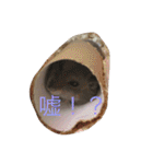 ハムスター詰め合わせ〜便利パック編〜（個別スタンプ：10）