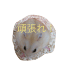 ハムスター詰め合わせ〜便利パック編〜（個別スタンプ：12）