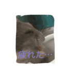 ハムスター詰め合わせ〜便利パック編〜（個別スタンプ：13）