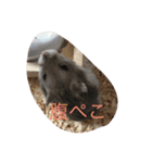 ハムスター詰め合わせ〜便利パック編〜（個別スタンプ：14）