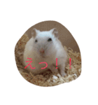 ハムスター詰め合わせ〜便利パック編〜（個別スタンプ：17）