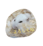 ハムスター詰め合わせ〜便利パック編〜（個別スタンプ：25）