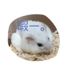 ハムスター詰め合わせ〜便利パック編〜（個別スタンプ：29）