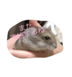 ハムスター詰め合わせ〜便利パック編〜（個別スタンプ：31）