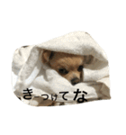 きなこすたいる（個別スタンプ：12）