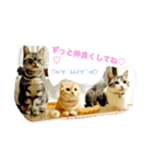 ねこにゃんずとうに丸（個別スタンプ：16）