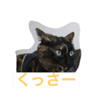 5匹の猫たち（個別スタンプ：7）