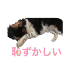 我が家の可愛いワンコたち2（個別スタンプ：6）