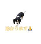 我が家の可愛いワンコたち2（個別スタンプ：20）