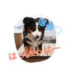 バーニーズマウンテンドッグ！RENビスケ（個別スタンプ：11）